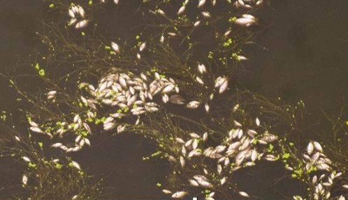 平顶山市区湛河东段死鱼漂浮白花花 图