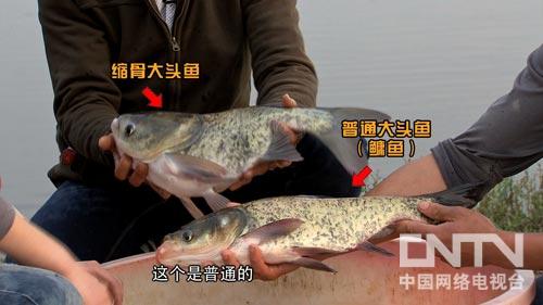 发现怪鱼的商机之后 鱼苗收购商 致富上百万