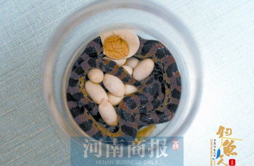 蛇类也晓得带礼串门，水边毒蛇被钓鱼人捉回家 2天后产下十几个蛋