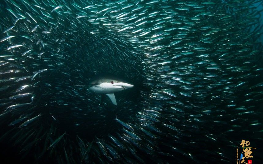 南非沙丁鱼迁徙反遭追击震撼画面 鲨鱼、海豚、海角塘鹅 捕食 画面