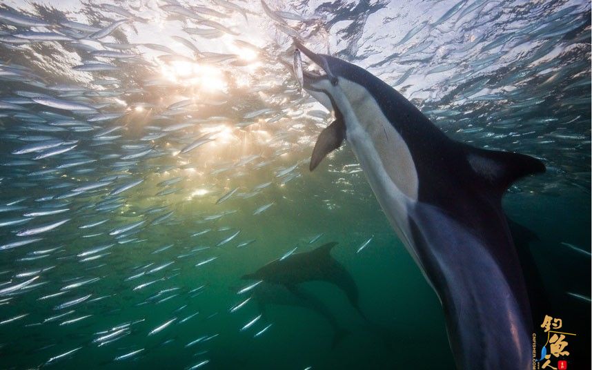 南非沙丁鱼迁徙反遭追击震撼画面 鲨鱼、海豚、海角塘鹅 捕食 画面