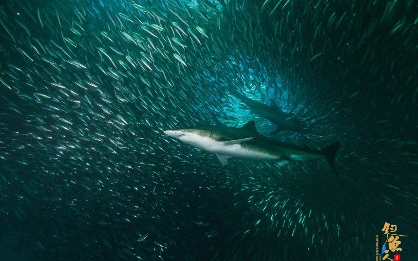 南非沙丁鱼迁徙反遭追击震撼画面 鲨鱼、海豚、海角塘鹅 捕食 画面