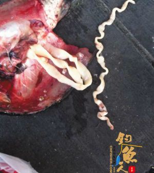 永康男子买鲫鱼里剖出条面条虫 组图 虫有没有毒 鱼能不能吃