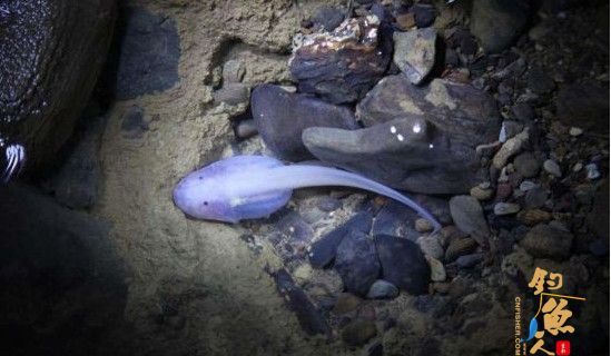 四川现罕见透明鱼类 究竟是什么鱼？