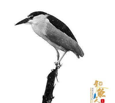 九江一养鱼户遭遇烦恼事:水鸟鱼塘安家偷鱼吃 图