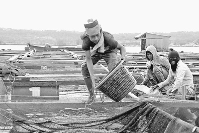 柬埔寨渔业投资潜力巨大 每年可出口50万吨鱼类 图