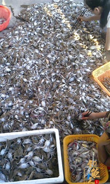 休闲渔船为博游客欢心违规捕鱼 幼鱼仔虾惨遭厄运 组图