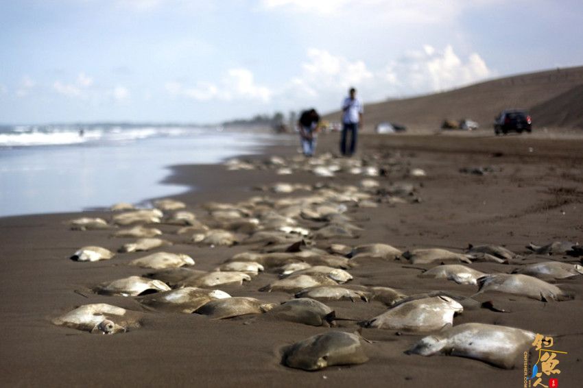 墨西哥海滩现300条死鱼死因成谜 现场图