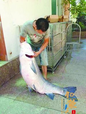 龙泉出水一条112斤野生“螺蛳青” 组图