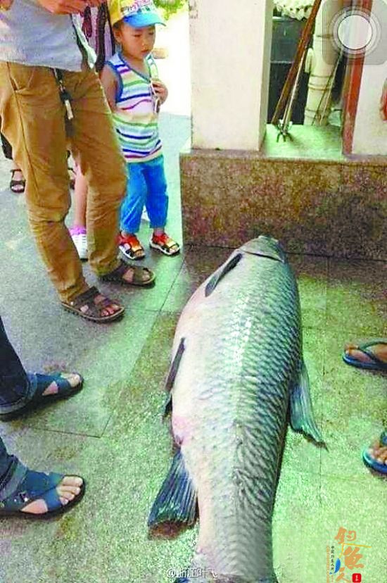 龙泉出水一条112斤野生“螺蛳青” 组图