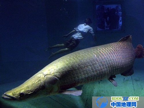 环境污染导致:巨型淡水鱼的数量不断萎缩 图