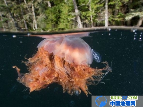 环境污染导致:巨型淡水鱼的数量不断萎缩 图