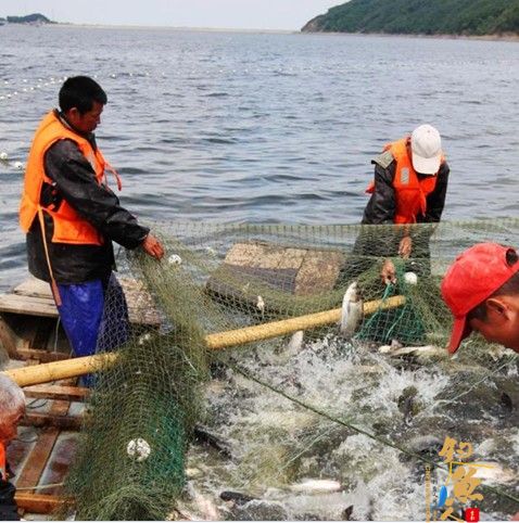 黑龙江哈尔滨五常市龙凤湖一天出鱼5000斤 组图