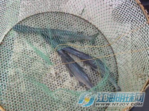 通州四安镇养鱼户王永中今年4月成功引进养殖了一种叫“匙吻鲟”的鱼类