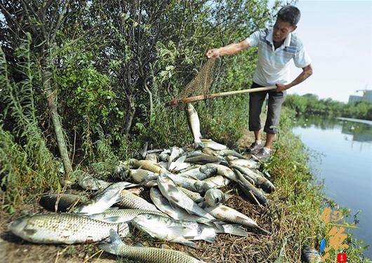 鱼塘死鱼近2吨警方已取水样 图