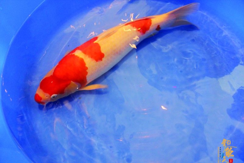 玩锦鲤，苏州有不少发烧友 一条能拍出5万多 图