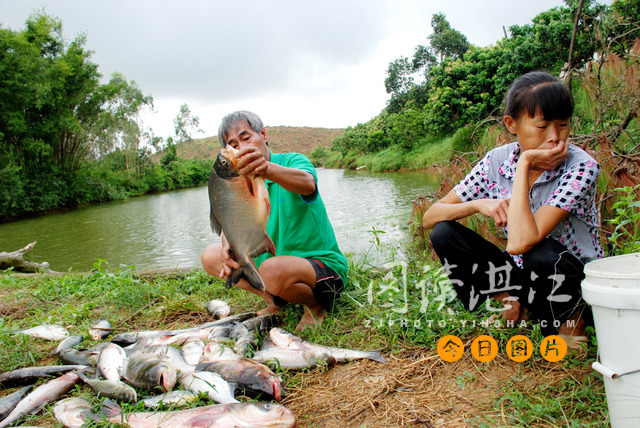 廉江:鱼塘疑被投毒 万余斤鱼遭殃 现场组图