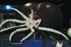 世界上最大的鱿鱼 大王酸浆鱿