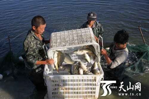 新疆阿勒泰福海县:松浦镜鲤鱼丰收 组图
