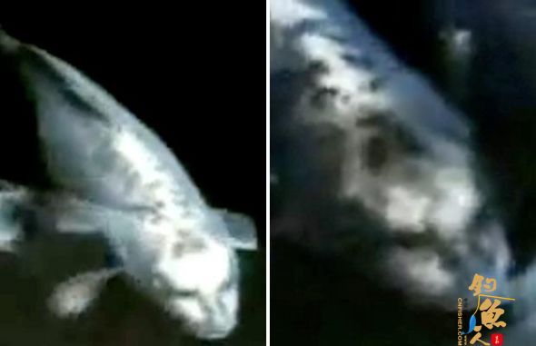 韩国鲤鱼长有人脸，疑为两种鲤鱼的混血儿 组图