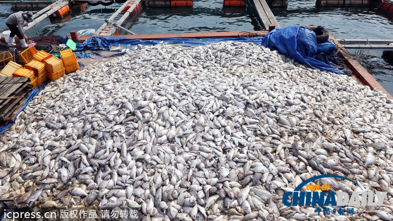 韩国统营，养殖场赤潮蔓延，大量成堆的鱼死亡 图