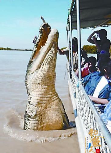 组图 澳大利亚北领地风靡鳄鱼游 与鳄鱼亲密接触