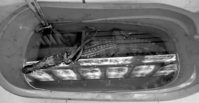 驴肉馆里绑着一条鳄鱼说是能吃，红烧80元一斤 是真是假？