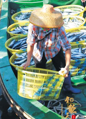 南海天气好转 渔民开渔归来鱼满舱 组图