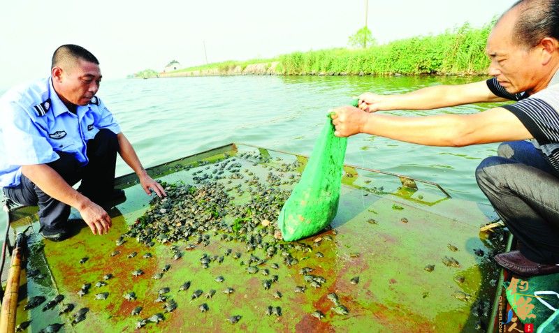 相城渔民做出了自掏腰包打造生态养殖链的“壮举”-1.5万幼鳖投放阳澄西湖