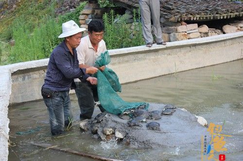 浙江青田县积极探索稻鱼产业发展新模式“牵手”日本品系中华鳖 组图