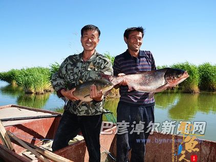 全县三个渔场创造产值 2697万元 磴口县沣源黄河生态渔场