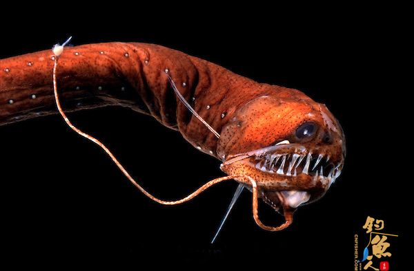 盘点11种荧光动物：深海怪鱼生气时“点亮”全身 巴氏黑巨口鱼 组图