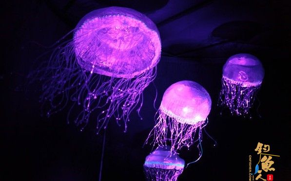 盘点11种荧光动物：深海怪鱼生气时“点亮”全身 水母利用生物发光来进行