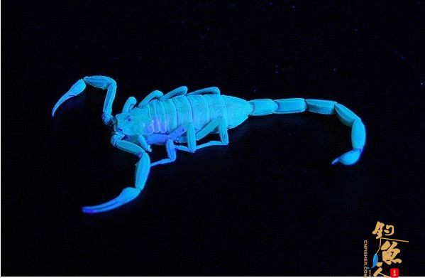 盘点11种荧光动物：深海怪鱼生气时“点亮”全身 蝎子 组图 