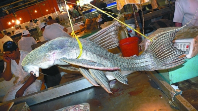 水底恐龙 想去看看吗？亚马逊河中捕获的奇怪大鱼