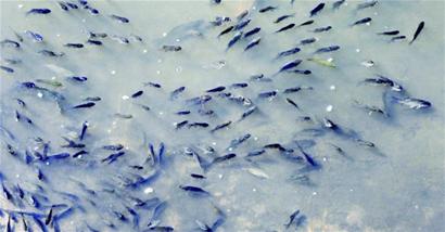 组图 风河放水大鱼黑压压一片 一上午能捕到百斤