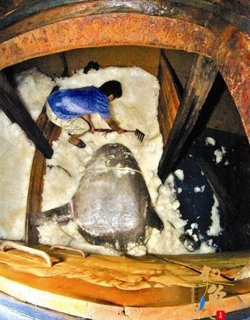 组图：泉州渔民网到一条300多斤重怪鱼 够一家吃半年