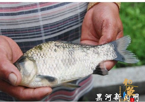 黑龙江黑河市民钓上“倒鳞鱼” 图