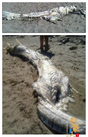 西班牙海岸现“长角鱼龙” 蜿蜒蛇身4米长 图