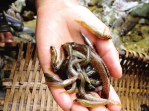 暴雨后山洞就会涌出小鱼 一小时能捞一斤多,市场价格约为十五元左右一斤