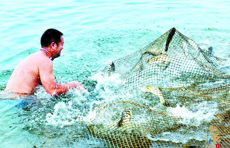 保一库清水永续北送 竹山上庸渔民割网放鱼 组图