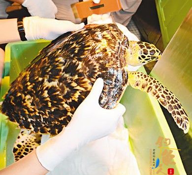 在餐桌上避过一劫的玳瑁，最终难逃鬼门关，它在香港海洋公园“暂托”3天