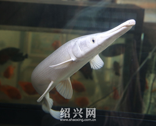 “怪鱼”叫白色火箭，又叫尖嘴鳄，是从国外进口的，价格18.8万元