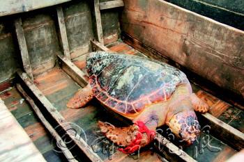 下海捕鱼网住两百多岁大海龟 体重达140斤 高清大图