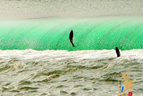 汾河放水橡胶坝下形成一道别致景观——鲤鱼跳龙门