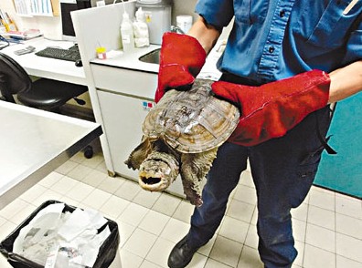  组图  受伤鳄鱼龟藏匿车底 港兽医指成年龟能咬断手指