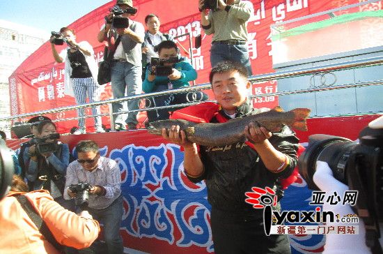 新疆阿勒泰8公斤重大红鱼拍出19.9万元，是真还是假