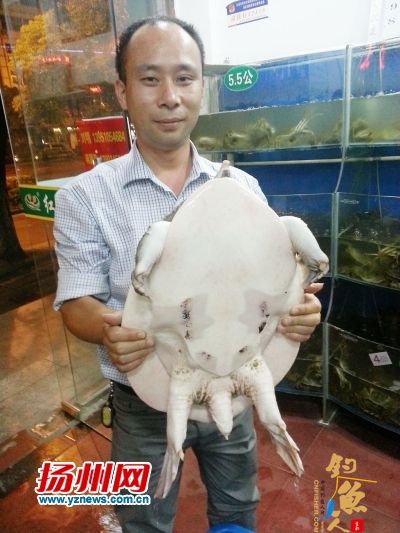 市民古运河散步抓到百岁甲鱼 甲鱼从水中爬出重15斤 有图