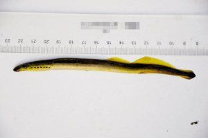 组图 科研人员在铁岭发现比恐龙还早的名贵鱼类