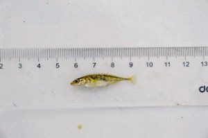 组图 科研人员在铁岭发现比恐龙还早的名贵鱼类